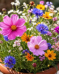 Zaadbommetjes – wilde bloemen - Ballonnenshop.nl